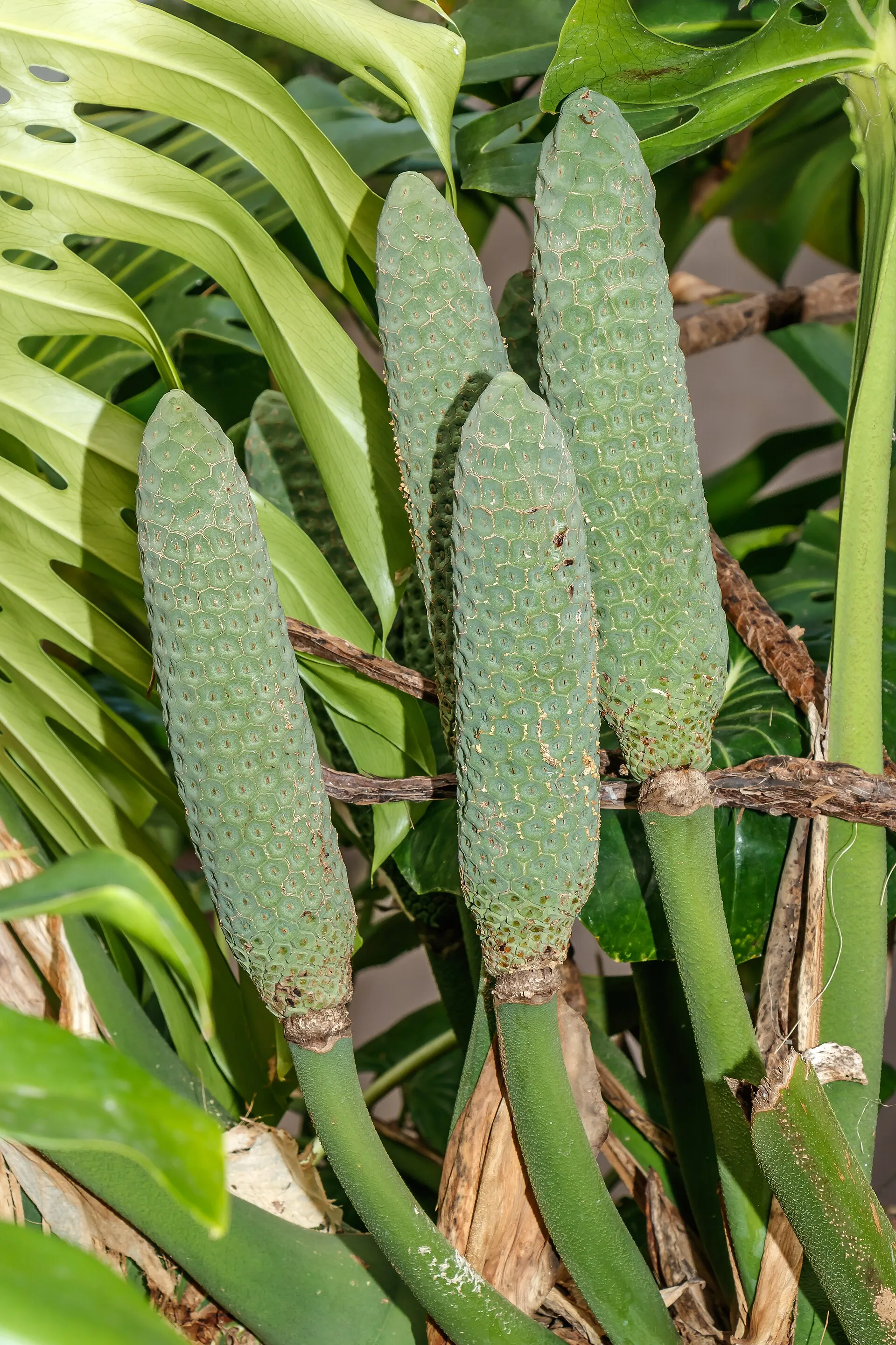 Monstera deliciosa