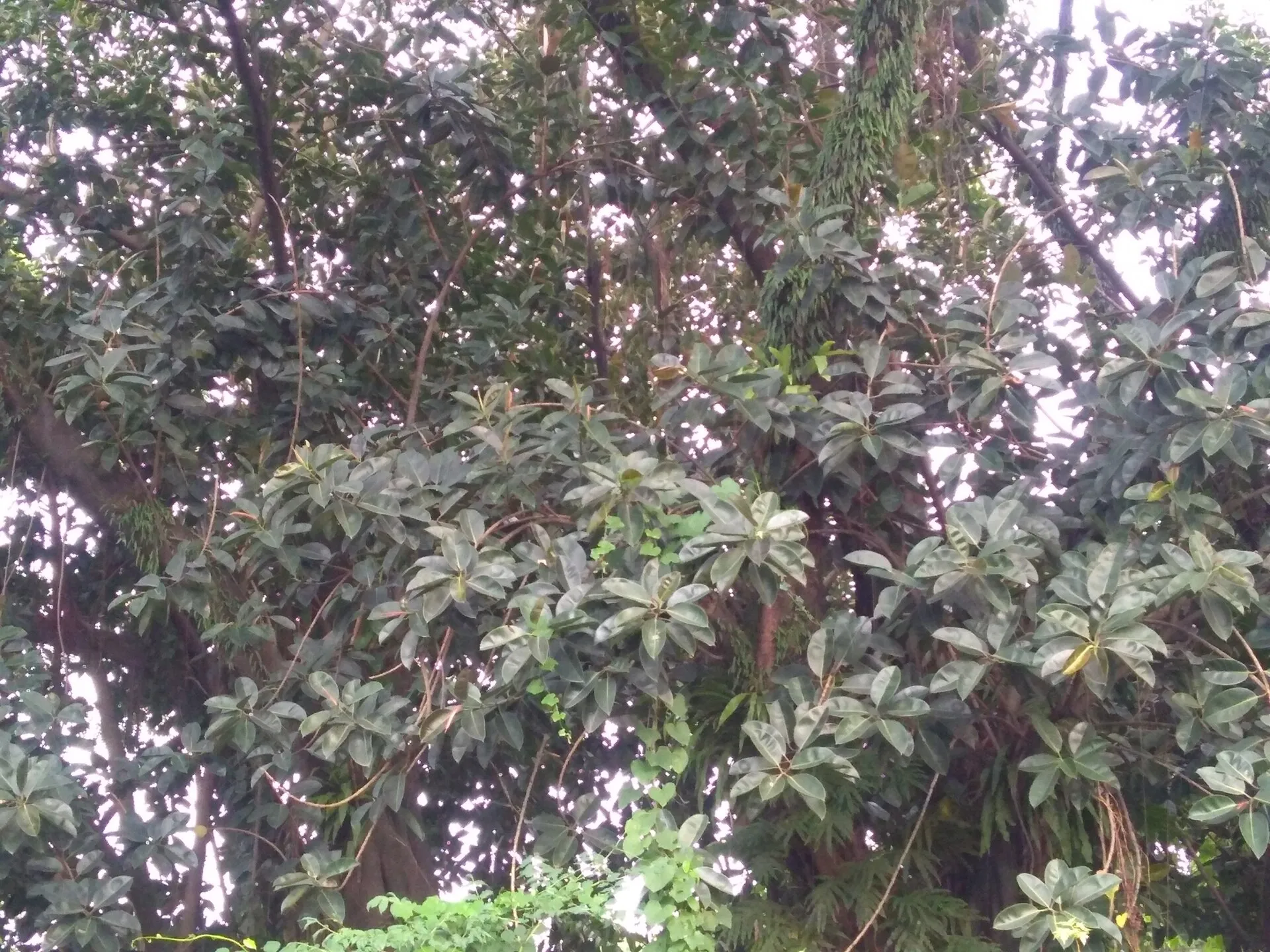 Ficus elastica